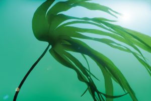 Seaweed